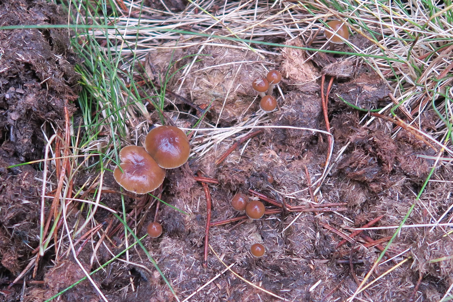 Psilocybe liniformans - 1
